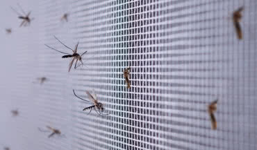Jak skutecznie chronić dom przed owadami? Poznaj moskitiery INSECT SCREEN